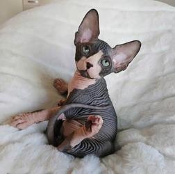 Gattini Sphynx